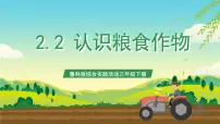 鲁科版三年级下册第二单元 身边的植物二 认识粮食作物公开课ppt课件