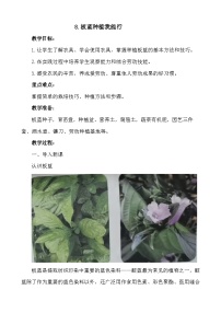 劳技五年级上册第三单元 劳动创造新世界8 培育栽培番茄苗公开课教学设计及反思