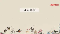 人教部编版五年级上册4* 珍珠鸟图文ppt课件