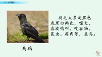 小学语文人教部编版一年级上册13 乌鸦喝水图片ppt课件