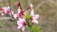 人教部编版四年级下册4* 三月桃花水授课ppt课件