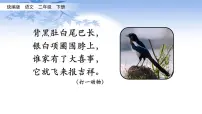人教部编版二年级下册9 枫树上的喜鹊教学课件ppt