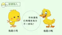 2020-2021学年5 小公鸡和小鸭子备课ppt课件
