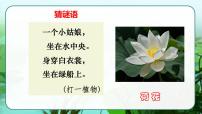 小学语文人教部编版三年级下册3 荷花教案配套课件ppt