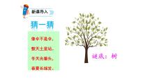 二年级上册2 树之歌教案配套课件ppt