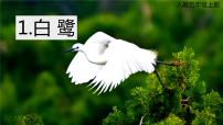 人教部编版五年级上册1 白鹭教课内容ppt课件