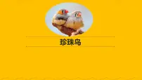 人教部编版五年级上册4* 珍珠鸟教课ppt课件