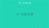 小学语文第七单元23 鸟的天堂教学课件ppt