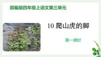 人教部编版四年级上册10 爬山虎的脚示范课课件ppt