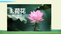 小学语文人教部编版三年级下册3 荷花图片课件ppt
