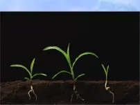 小学语文人教部编版二年级下册揠苗助长课文ppt课件