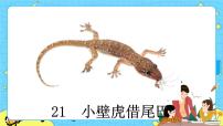 小学语文人教部编版 (五四制)一年级下册21 小壁虎借尾巴完美版ppt课件
