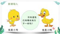 小学语文小公鸡和小鸭子教学课件ppt