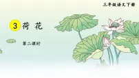 人教部编版三年级下册荷花优秀ppt课件
