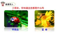 语文人教部编版昆虫备忘录优秀教学课件ppt