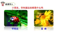 语文人教部编版昆虫备忘录优秀教学课件ppt