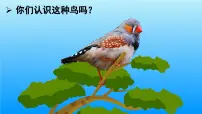 语文五年级上册珍珠鸟评课ppt课件