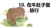统编版（2024）三年级上册在牛肚子里旅行示范课ppt课件