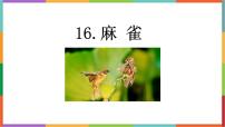 语文统编版（2024）麻雀教学演示ppt课件