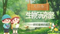 统编版（2024）三年级下册蜜蜂精品ppt课件