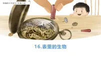 统编版（2024）六年级下册表里的生物获奖ppt课件