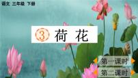 三年级下册荷花教课内容课件ppt