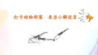 统编版（2024）三年级下册小虾多媒体教学ppt课件