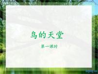 语文五年级上册鸟的天堂教案配套ppt课件