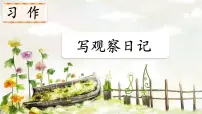 小学语文统编版（2024）四年级上册习作：写观察日记背景图课件ppt