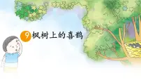 小学语文统编版（2024）二年级下册枫树上的喜鹊教课内容课件ppt