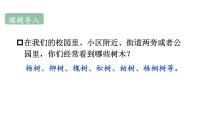 语文二年级上册（2024）2 树之歌教学ppt课件