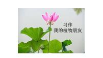 小学语文统编版（2024）三年级下册习作：我的植物朋友示范课ppt课件