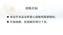 小学语文统编版（2024）三年级上册（2024）14 搭船的鸟图文ppt课件