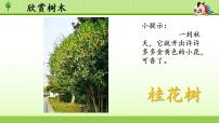 小学语文统编版（2024）二年级上册（2024）第二单元·识字2 树之歌课堂教学课件ppt