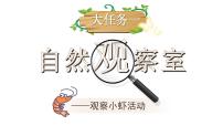 小学语文统编版（2024）三年级下册（2024）第三单元11* 小虾教学课件ppt