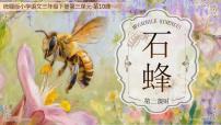 统编版（2024）三年级下册（2024）10 石蜂教学ppt课件