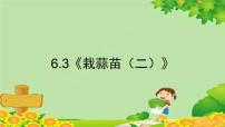 数学四年级下册栽蒜苗（二）背景图课件ppt