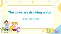 小学英语外研版 (三年级起点)六年级下册Unit 2 The cows are drinking water示范课课件ppt