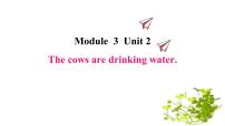 外研版 (三年级起点)六年级下册Module 3Unit 2 The cows are drinking water课文内容课件ppt