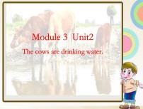 小学英语外研版 (三年级起点)六年级下册Unit 2 The cows are drinking water课堂教学ppt课件