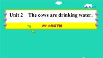 英语六年级下册Unit 2 The cows are drinking water作业ppt课件