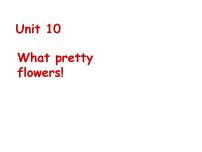 小学英语新概念英语（青少版）Starter BUnit 10 What pretty flowers!教课内容ppt课件