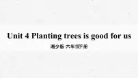 湘少版六年级下册Unit 4 Planting trees is good for us教学ppt课件