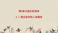 小学科学7、相互协作的人体器官图文课件ppt