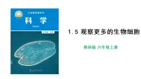 小学科学教科版 (2017)六年级上册5.观察更多的生物细胞公开课课件ppt