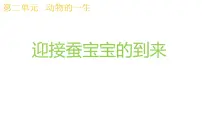 小学科学教科版 (2017)三年级下册1.迎接蚕宝宝的到来集体备课ppt课件
