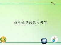 教科版六年级下册2、放大镜下的昆虫世界示范课课件ppt