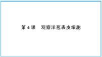 观察洋葱表皮细胞PPT课件免费下载