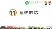 小学科学青岛版 (六三制2017)三年级下册11 植物的花课文ppt课件