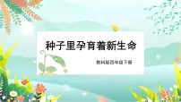 教科版 (2017)四年级下册1.种子里孕育着新生命授课课件ppt
